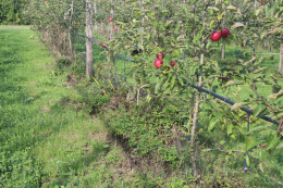 Couvre-sol en verger de pommier sur le rang (menthe)